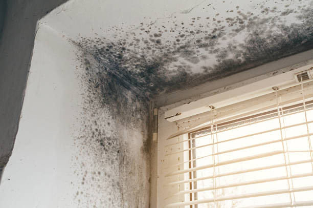 Affordable Mold Cleanup solutions in Florence, NJ